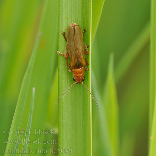 Cantharis rufa Páteříček červený Roter Fliegenkäfer Rood soldaatje