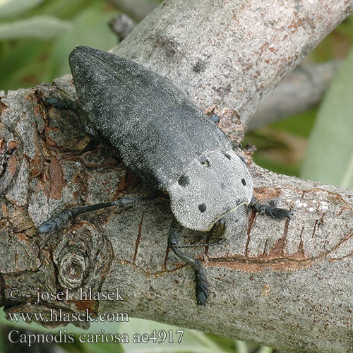 Capnodis cariosa Krasec ovocný Златка плодовая