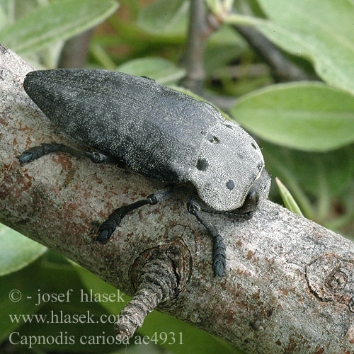 Krasec ovocný Златка плодовая Capnodis cariosa
