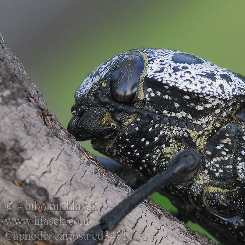 Capnodis cariosa Krasec ovocný Златка плодовая