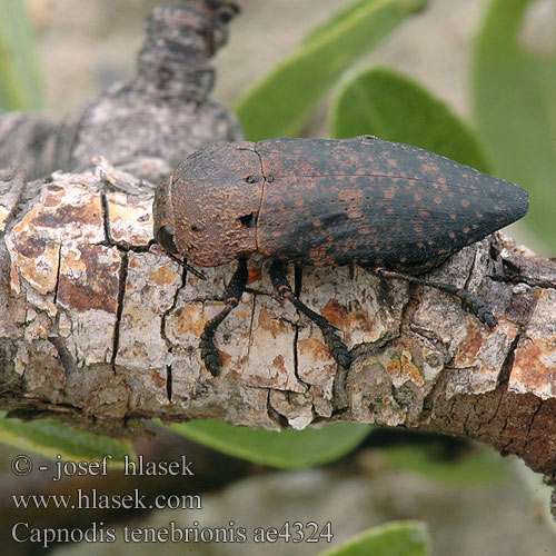 Capnodis tenebrionis ténébreux Buprestes Pêcher Capnodio Pfirsichprachtkäfer Krasoň Krasec temný Gusano cabezudo 桃吉丁学名： Черна златка Kiraz dipkurdu Žilogriz