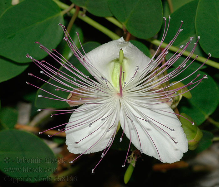 Capparis sicula