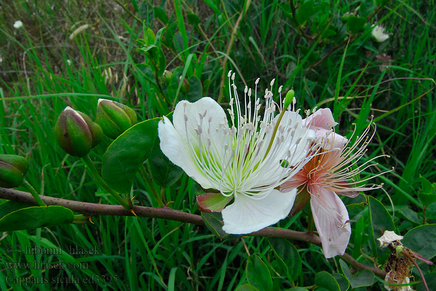 Capparis sicula