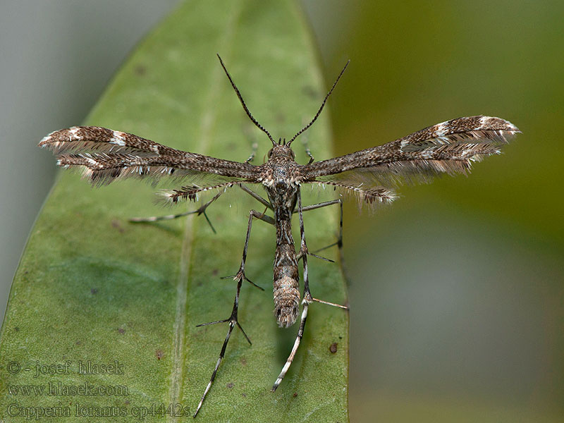 Capperia loranus Pernatuška šedavá