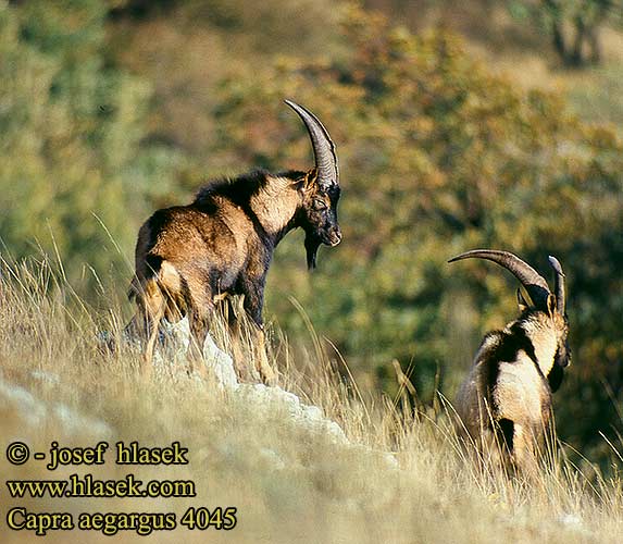 Capra aegagrus Wild goat Bezoarziege Koza bezoárová Wilde geit الماعز البري Безоаров козел Cabra bezoar Vadkecske Egagro Koza bezoarowa 들염소 Безоаровый козёл 野山羊 Bezoar keçisi