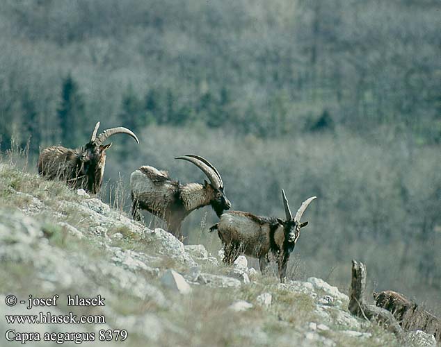 Capra aegagrus Wild goat Bezoarziege Koza bezoárová Wilde geit الماعز البري Безоаров козел Cabra bezoar Vadkecske Egagro Koza bezoarowa 들염소 Безоаровый козёл 野山羊 Bezoar keçisi