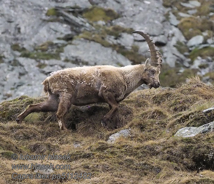 Capra_ibex_pa5112482