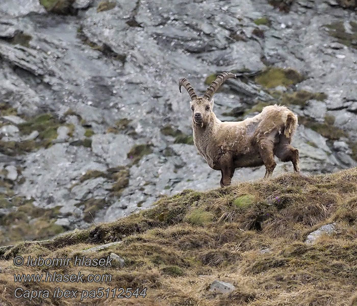 Capra ibex Koziorożec alpejski Bouquetin Alpes