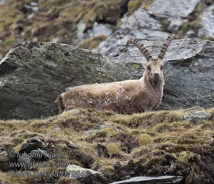 Capra ibex アイベックス Alpensteenbok Íbice