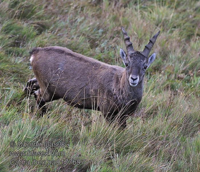 Capra_ibex_pa9177647