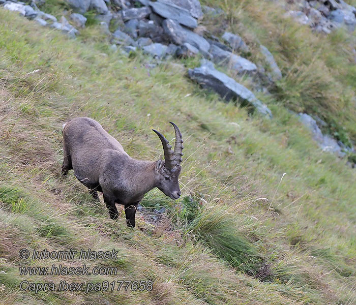 Capra ibex Alpestenbuk Alpesteinbukk