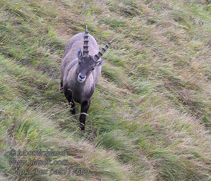 Alpine ibex Capra ibex