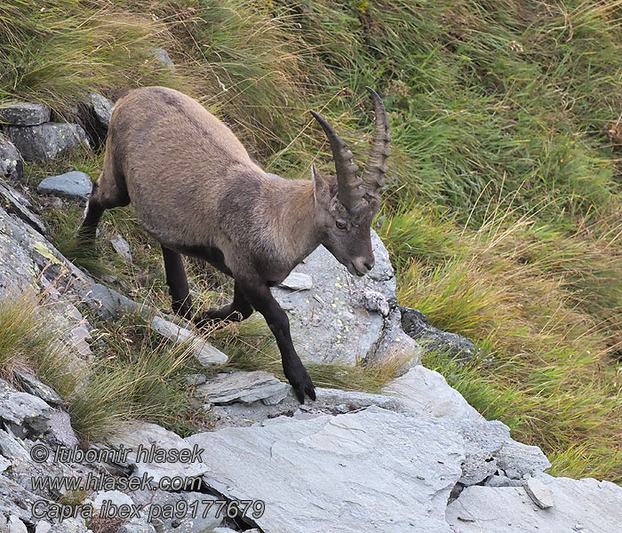 Capra_ibex_pa9177679