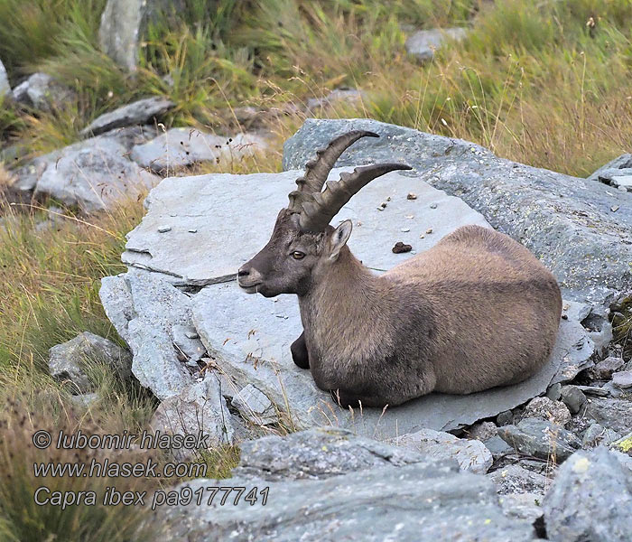 Bouquetin Alpes アイベックス Alpensteenbok Íbice Capra ibex