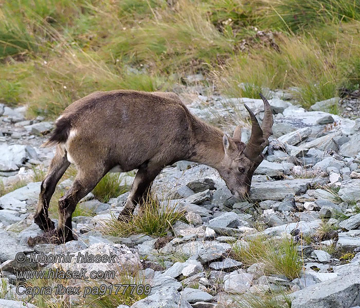 羱羊 Vuorikauris Stambecco Alp Alpestenbuk Alpesteinbukk Capra ibex