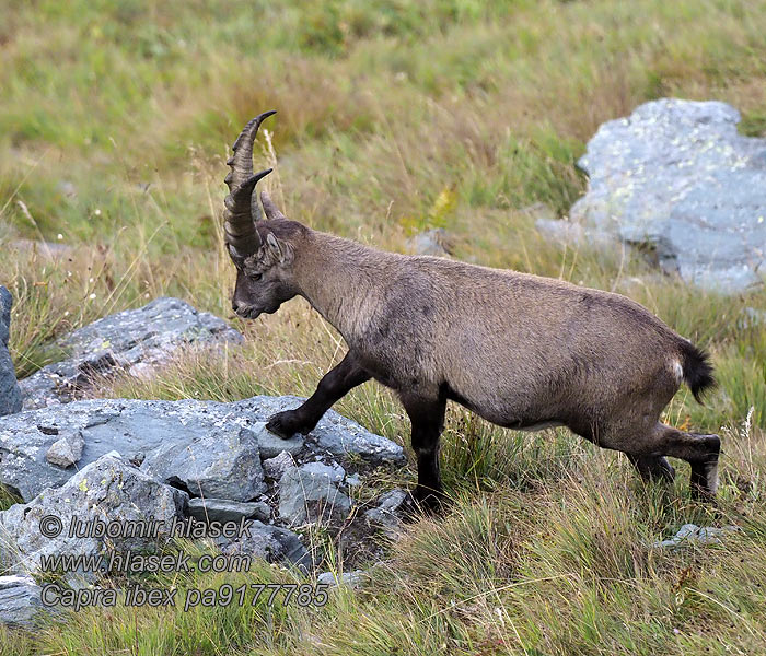 Capra ibex Alpine ibex Kozorožec horský alpský