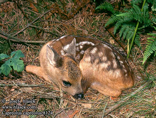 Capreolus capreolus Roe deer Chevreuil Reh Corzo