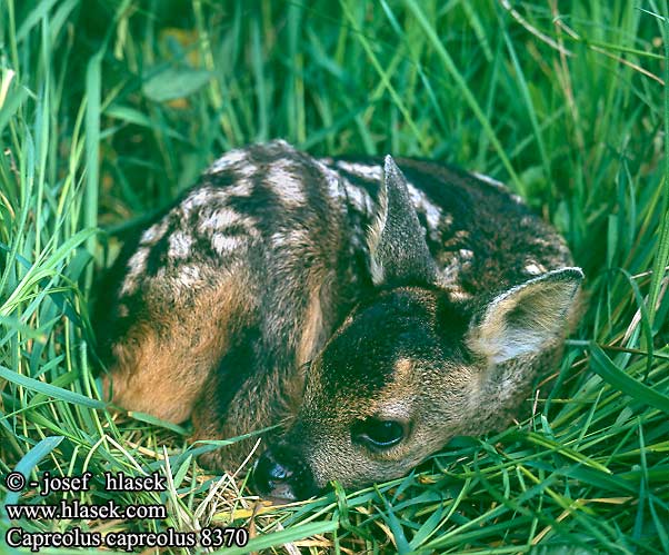 Capreolus capreolus 8370