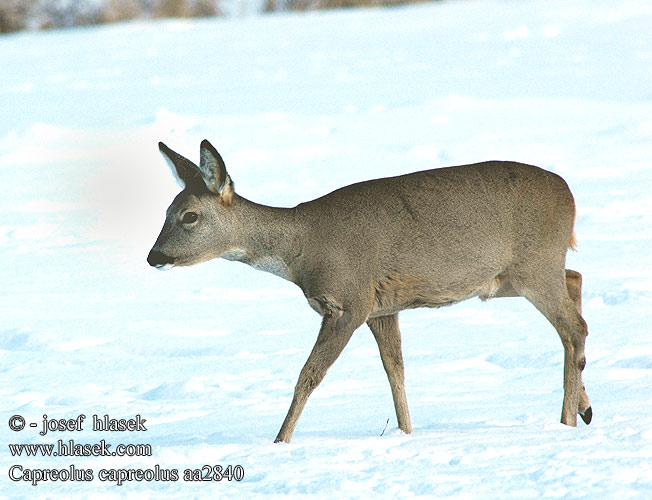 Capreolus capreolus Ree Rådjur Rådyr Metsäkauris őz Corço Corça