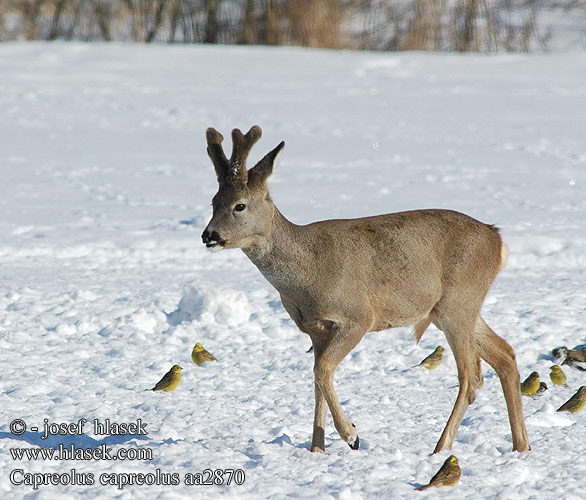 Capreolus capreolus aa2870