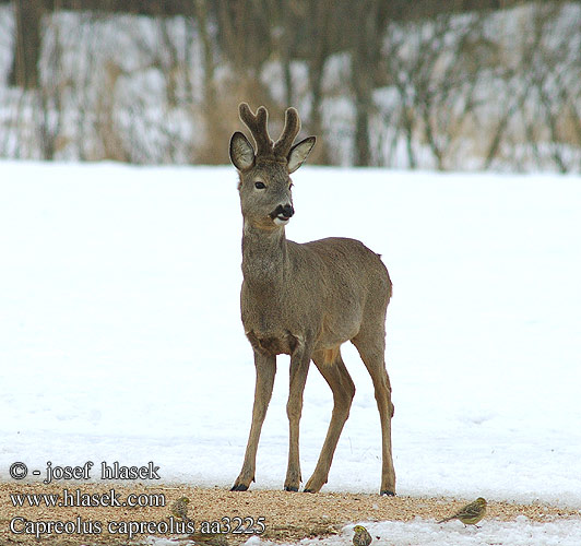 Capreolus capreolus aa3225