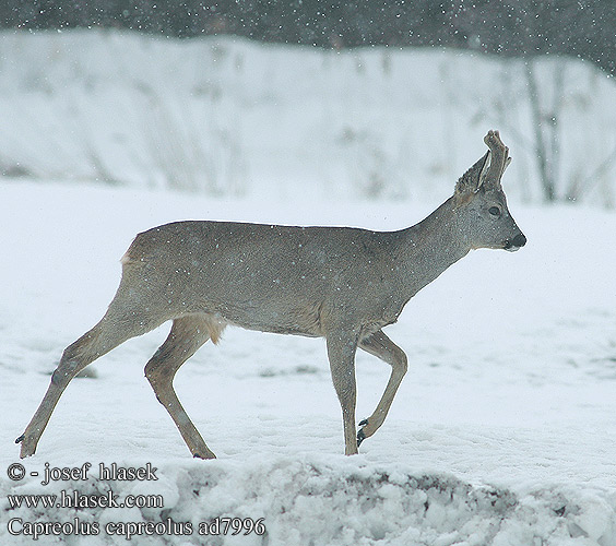 Capreolus capreolus Srna ノロジカ Европей