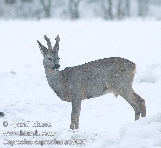 Capreolus capreolus Европейская косуля