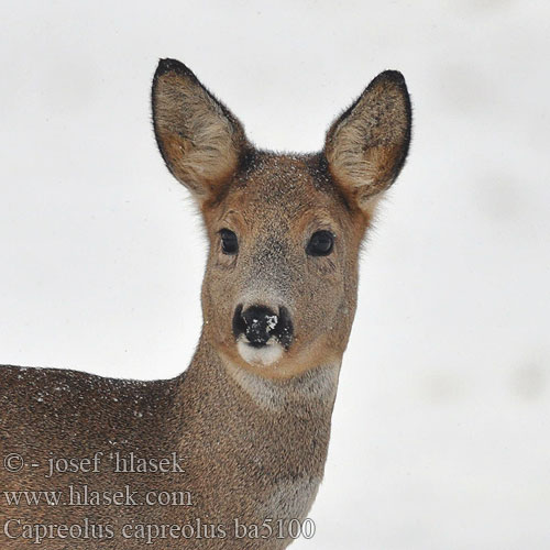 Capreolus capreolus Roe deer Chevreuil Reh Corzo