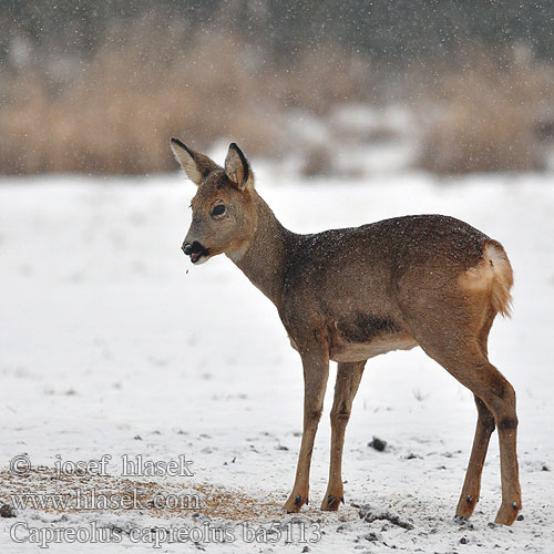 Capreolus capreolus ba5113