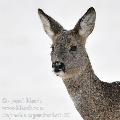 Capreolus capreolus ba5130