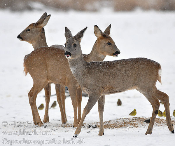 Capreolus capreolus ba5144