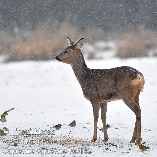 Roe deer Chevreuil Reh Corzo Srnec obecný lesný