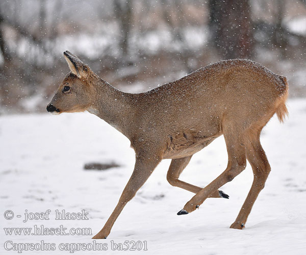 Capreolus capreolus ba5201