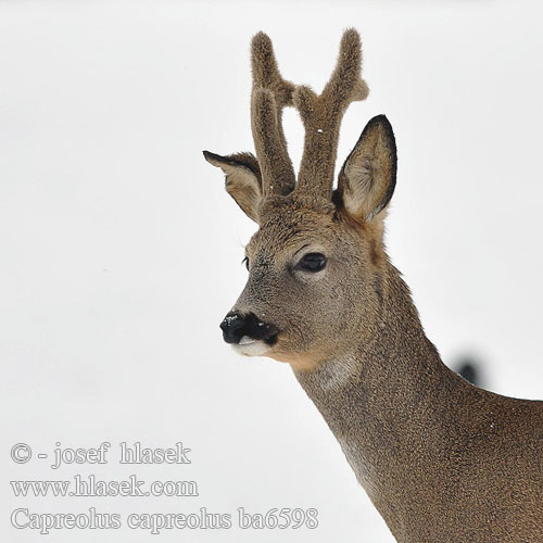 Capreolus capreolus ba6598