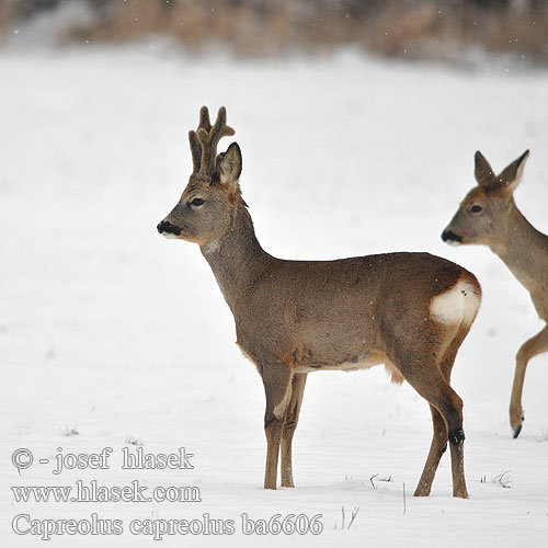 Capreolus capreolus ba6606