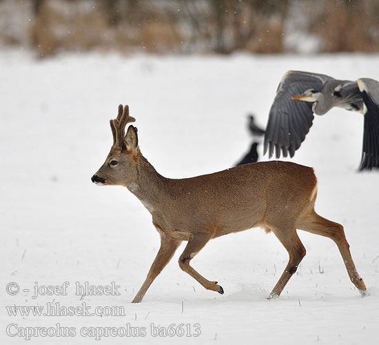 Сърна 狍子 Capreolus capreolus Roe deer Chevreuil