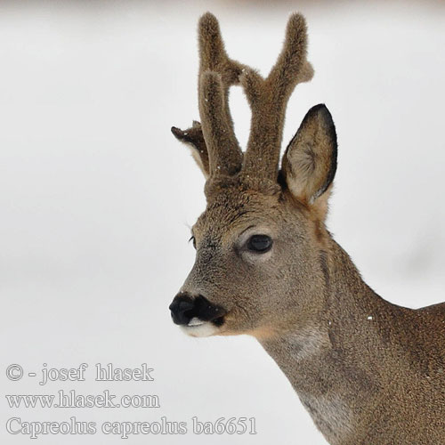 狍子 Capreolus capreolus Roe deer Chevreuil