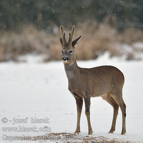 Capreolus capreolus Roe deer Chevreuil Reh Corzo Srnec obecný