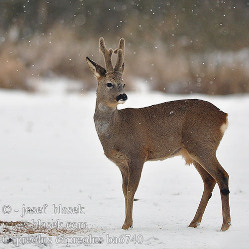 Capreolus capreolus ba6740