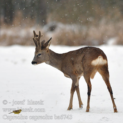 Capreolus capreolus ba6743