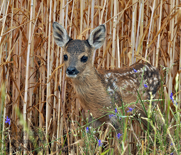 Capreolus_capreolus_cv1471