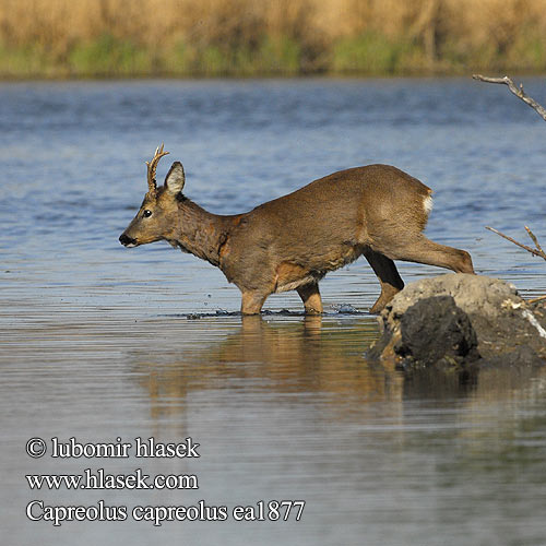 Capreolus capreolus Сърна 狍子 Roe deer Chevreuil