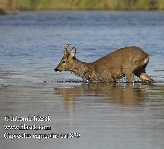 Capreolus capreolus Chevreuil Reh Corzo Srnec obecný lesný