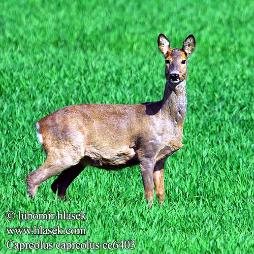 Srnec obecný lesný Capreolus capreolus Capriolo Ree