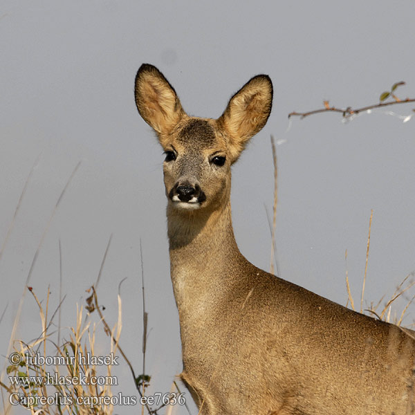 Capreolus capreolus Ree Rådjur Rådyr Metsäkauris