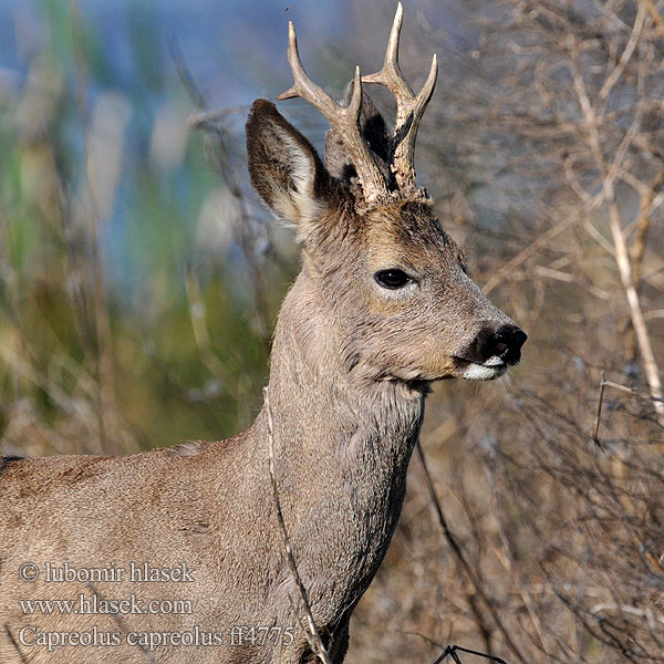 Capreolus capreolus Rådjur Rådyr Metsäkauris őz Corço