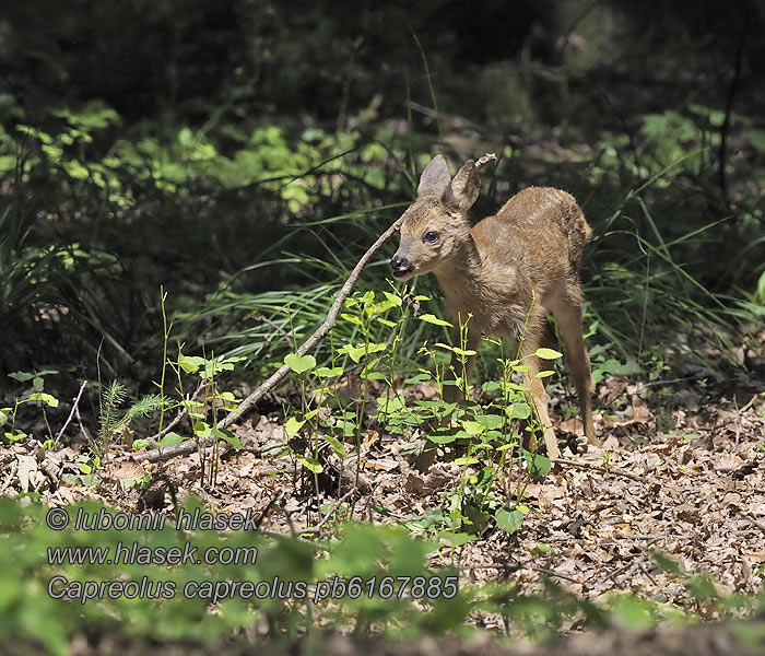 Capreolus_capreolus_pa6167885