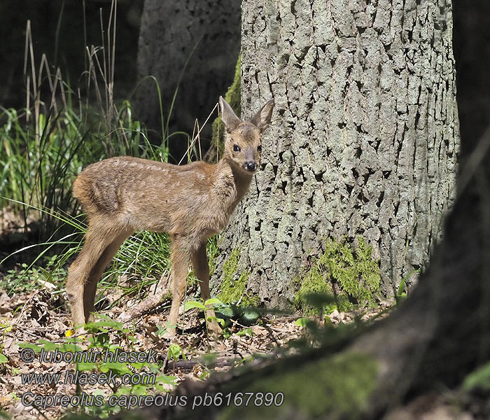 Capreolus capreolus