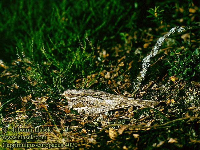 Caprimulgus europaeus Nightjar Ziegenmelker Nachtschwalbe Engoulevent d'Europe Chotacabras Gris Lelek lesní kozodoj Natravn Nachtzwaluw Kehrääjä Succiacapre Nattravn Nattskärra 欧夜鹰 Козодой обыкновенный ヨアロッパヨタカ السُّبَد Γιδοβύζι Noitibó Europa Дрімлюга Europese Naguil Çobanaldatan תחמס אירופאי Lelek lesný obyčajný Podhujka Leganj mracnjak Lappantyúfélék Európai lappantyú Lelek kozodój