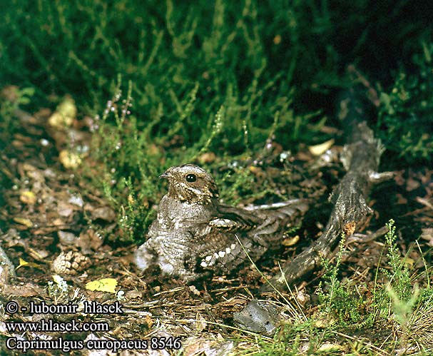 Caprimulgus europaeus 8546